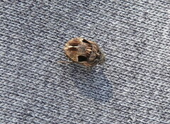 Sphyrocoris obliquus