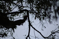 Trichoglossus moluccanus