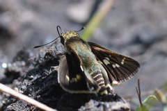 Platylesches moritili