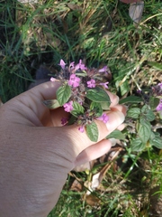 Clinopodium caucasicum