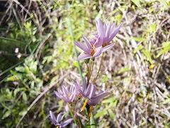 Olsynium scirpoideum