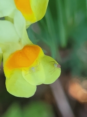 Misumessus oblongus