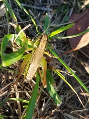 Roeseliana roeselii
