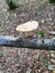 Polyporus tuberaster