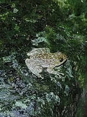 Amolops hongkongensis