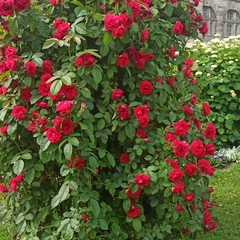 Rosa chinensis