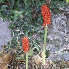 Arum maculatum