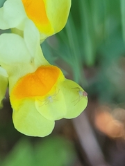 Misumessus oblongus