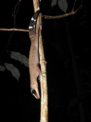 Carphodactylus laevis