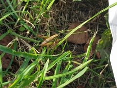 Roeseliana roeselii