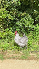 Gallus gallus domesticus