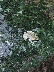 Amolops hongkongensis