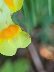 Misumessus oblongus