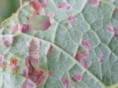 Pucciniastrum areolatum
