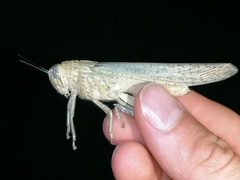 Anacridium aegyptium