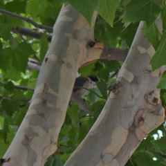 Cyanopica cyanus