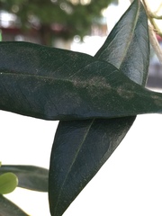 Venturia oleaginea