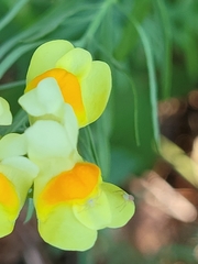 Misumessus oblongus