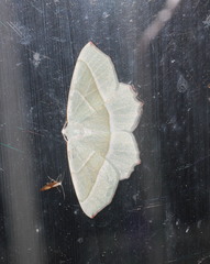 Campaea margaritaria
