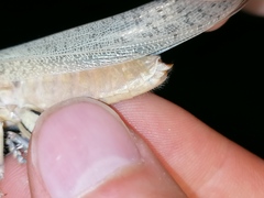 Anacridium aegyptium