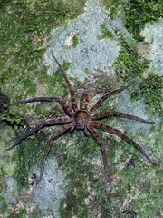 Heteropoda amphora