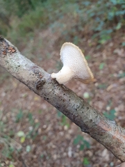 Polyporus tuberaster
