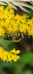Colletes hederae