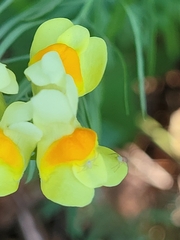 Misumessus oblongus