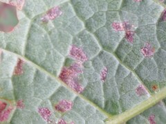 Pucciniastrum areolatum