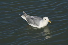 Larus glaucescens