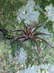 Heteropoda amphora