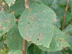 Pucciniastrum areolatum
