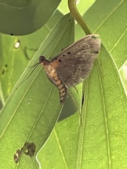 Filodes fulvidorsalis