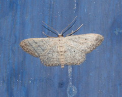 Idaea seriata