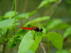 Aethriamanta brevipennis