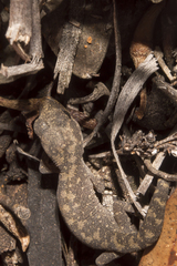 Diplodactylus calcicolus