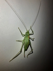 Meconema meridionale