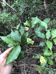 Styrax suberifolius