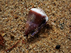 Conus lividus