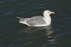 Larus glaucescens