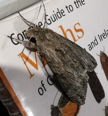 Agrius convolvuli