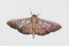 Omiodes pernitescens