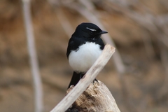 Rhipidura leucophrys