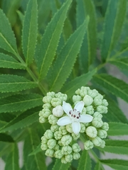 Sambucus ebulus