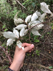 Styrax suberifolius