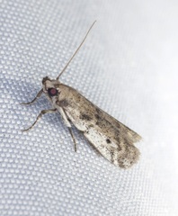 Phycitini