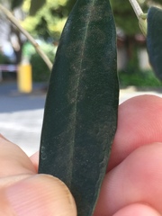 Venturia oleaginea
