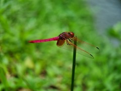 Trithemis aurora