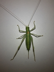 Meconema meridionale