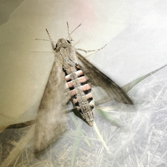 Agrius convolvuli